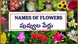 In this article, we will discuss the names of different flowers in the hindi language. Names Of Flowers In Telugu And English With Images à°ª à°µ à°µ à°² à°µ à°Ÿ à°ª à°° à°² Youtube