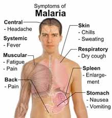Image result for malaria