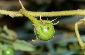 Image result for Asparagus flavicaulis