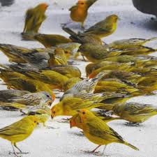 O Que Canario Da Terra Come Canario Da Terra Casa Dos Passaros Canarios Aves De Estimacao Passaros