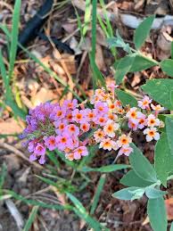 Image result for Buchnera keilii