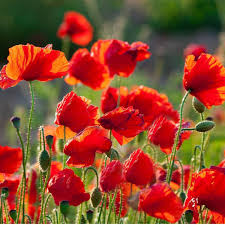 Most poppies will send up several rounds of flowers even some of the most popular annual poppies to grow from seed are breadseed or opium poppies (papaver somniferum), corn poppy or (papaver. Poppy Flanders Seeds The Seed Collection