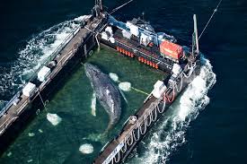 ‘Vijftig jaar geleden was het ondenkbaar dat we ons zo druk zouden maken om het overlijden van een walvis’, zegt de mens-dierwetenschapper