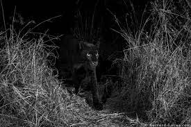 All our elements are compatible with various video editing softwares such as sony vegas pro, adobe premiere and final. Rare Elusive Black Leopard Caught On Camera In The Wild Upr Utah Public Radio