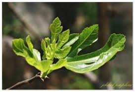 Image result for Ficus amadiensis