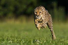 Gestation, or the length of time that a cheetah female is pregnant, is just about three months. 11 Year Old Cheetah Breaks Land Speed Record Live Science