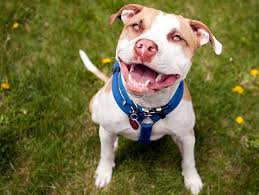 Is based in dayton, ohio and we work with other groups & shelters in ohio, kentucky, and indiana. 10 Reasons Why Pit Bulls Rule Petfinder