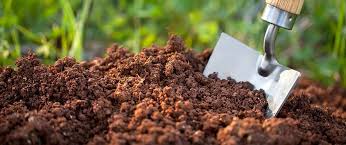 Fish fertilizer is an awesome product for promoting plant growth. All You Need To Know About Fish Fertilizer