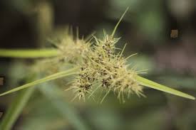 Image result for Cyperus fischerianus