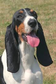 Image result for bernský honič