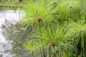 Image result for Cyperus dives