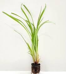 Image result for Cyperus maculatus