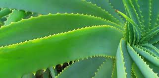 فوائد الألوفيرا للبشرة Aloe Perfume Plant Leaves