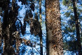 La Migracion De La Mariposa Monarca En Riesgo De Desaparecer Wwf
