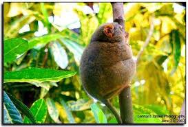 Pin On X Streamly Fat Animals