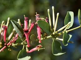 Image result for Tapinanthus oleifolius