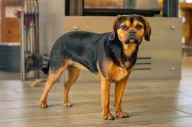 Von montag bis freitag bin ich verreist. Puggle Mix Aus Mops Beagle Charakter Haltung Pflege Zooplus