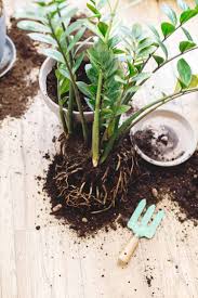 In a taproot, the primary root is large and the smaller secondary roots grow out of the primary root. How To Save A Zz Plant From Root Rot A Step By Step Guide The Healthy Houseplant