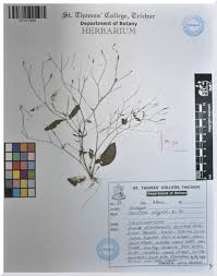 Image result for Canscora diffusa