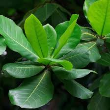 Image result for Terminalia catappa
