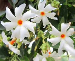 I know the plants are grown in the warmer states. Nyctanthes Arbor Tristis Night Blooming Jasmine Seeds Plants Seeds Bulbs Patterer Plants Seedlings