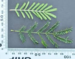 Image result for Acacia gerrardii
