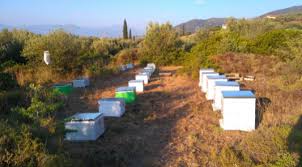 Η ερατεινή φημίζεται για τις ψαροταβέρνες και τα ουζερί της αλλά και την κοντινή απόσταση σε παραλίες. Ta Melissia Toy Giwrgoy Apo Erateinh Fwkidas Melissocosmos