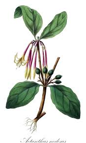 Image result for Loranthaceae