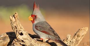 Check spelling or type a new query. The Pyrrhuloxia The Familiar Desert Birdsong Lyric Wild Bird Food