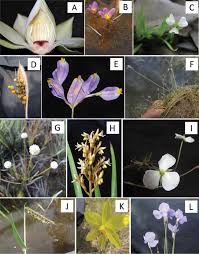 Image result for Hypolytrum goetghebeur