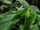 Image result for Commelina triangulispatha
