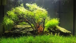 Seperti pada jenis tanaman lainnya, tanaman aquascape juga membutuhkan co2 agar bisa melakukan fotosintesis. Jenis Tanaman Aquascape Dan Tips Mudah Merawatnya Rumah Com