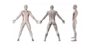 Free online quiz for all parts of body. Male Body Parts Name In Hindi
