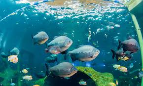 Todi 2 Uur Snorkelen In Een Tropisch Basin Bespaar 40 In Kempen Via Social Deal