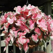 Maybe you would like to learn more about one of these? Sweetheart Caladium Bulbs