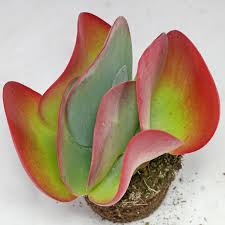 Image result for kalanchoe thyrsiflora