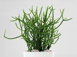 Apply sulfur powder to the exposed flesh of the cutting to keep. Anyone Know How To Propagate A Pencil Cactus Euphorbia Tirucalli Euphorbiaceae