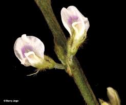 Image result for Neonotonia wightii