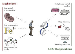 After diagnosis, treatments can help relieve symptoms, but there is no cure. Scientists Explore Genetic Engineering To Treat Parkinson S Disease