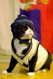 cat wearing a sweater vest hat crazy cats cute cats and kittens kittens in costumes