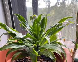 How Can You Tell If A Cornstalk Dracaena Is Dying?