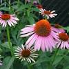 The best plants for attracting bees are rich in pollen and nectar and bloom into bright colors. 1