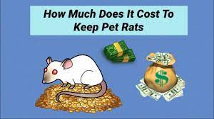 Please, if you're going to get pet rats get at least two and keep them in a decent sized cage and don't buy them from a pet store or from someone who breeds quantities for feeders. How Much Do Pet Rats Cost Youtube