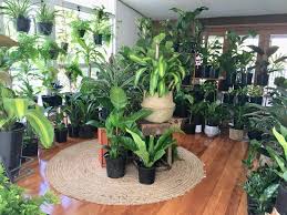 Here are some of the more common indoor vine plants: Vine Indoor Plants Home Facebook