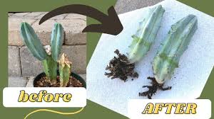 Not all cacti produce offshoots. How To Root A Cactus Offset With Results Propagate A Cactus Youtube