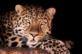 Magnificent Leopard Leopard Pictures Kitten Pictures Cats And Kittens