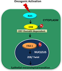 Teksten in andere boeken/tijdschriften in de dbnl. Mechanistic Regulation Of Epithelial To Mesenchymal Transition Through Ras Signaling Pathway And Therapeutic Implications In Human Cancer Abstract Europe Pmc