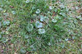 Check spelling or type a new query. Why Weeds Grow And How To Control Them Fairway Green Inc