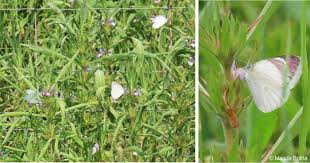 Image result for Hygrophila mutica