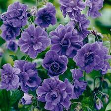 Image result for Geranium